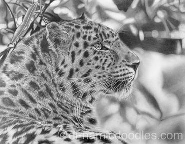 Leopard B&W watermark.jpg