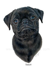 Rosie 1 watermark.jpg