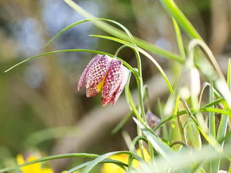 Schachbrettblume mit sichtbarem gelben Stempel