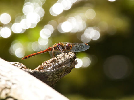 Große Heidelibelle sitzt seitlich auf kleinem Aststumpf, glitzernde Bokehkreise im Hintergrund