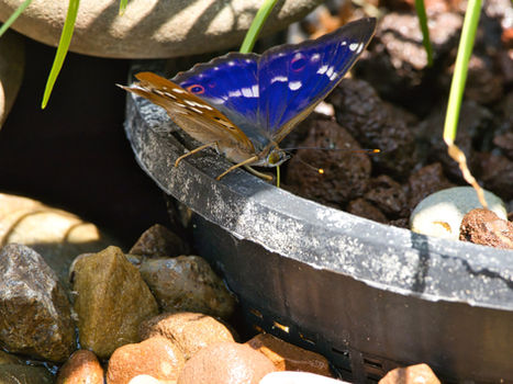 Kleiner Schillerfalter am Rand eines Pflanztopfes, umgeben von Kieselsteinen