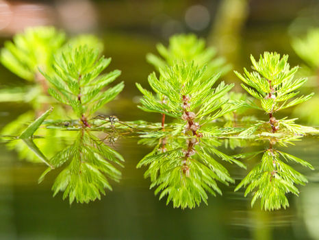 Feinblättriges Tausendblatt im Teich mit Spiegelung im Wasser, Wasserläufer sitzt dazwischen