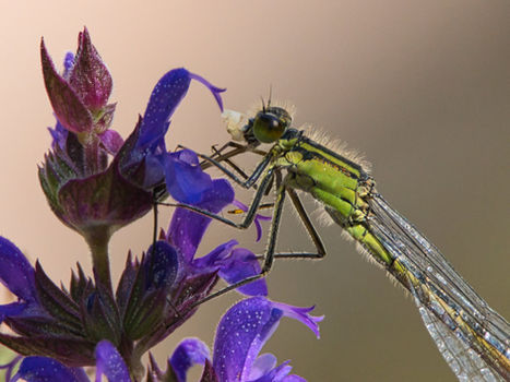 Große Pechlibelle sitzt auf Salbeiblüte und frisst Beute, Detailausschnitt