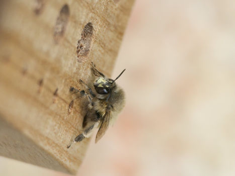 Die Pelzbiene sitzt am Bienenhotel, frontale Ansicht