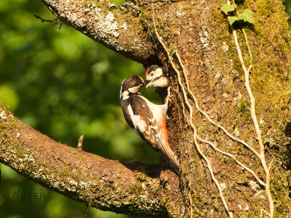 Buntspecht-Weibchen füttert Buntspecht-Nestling an Bruthöhle