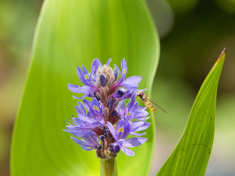 Schwebfliege sitzt auf blauer Hechtkrautblüte, grünes Hechtkrautblatt im Hintergrund