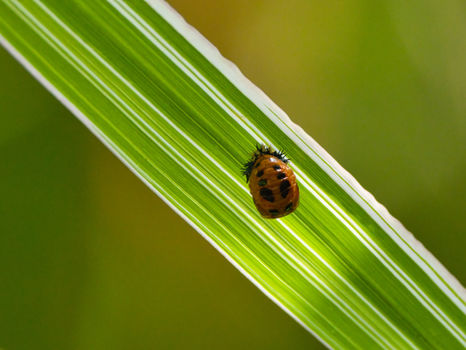 Schlüpfender Marienkäfer sitzt auf diagonalem Glanzgrasblatt vor grünem Hintergrund
