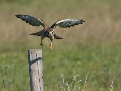 Turmfalke mit ausgebreiteten Flügeln über Pfosten in grüner Wiese