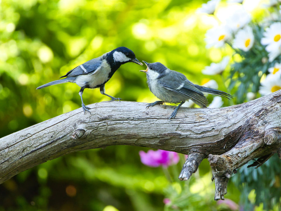 Kohlmeisen-Ästling wird von Elternvogel auf Ansitzast gefüttert, vor grünem Hintergrund