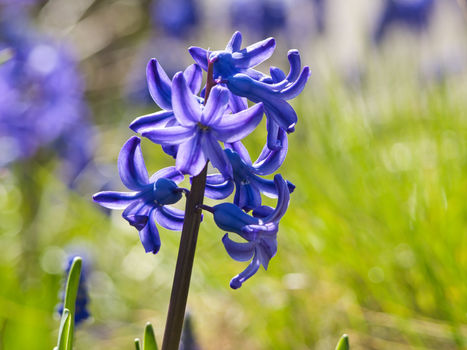Gartenhyazinthe vor grünem Hintergrund.
