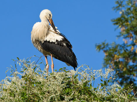 Storch steht im Nest und putzt sein Gefieder, im Hintergrund blauer Himmel