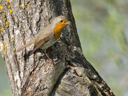 Rotkehlchen sitzt an Baumstamm
