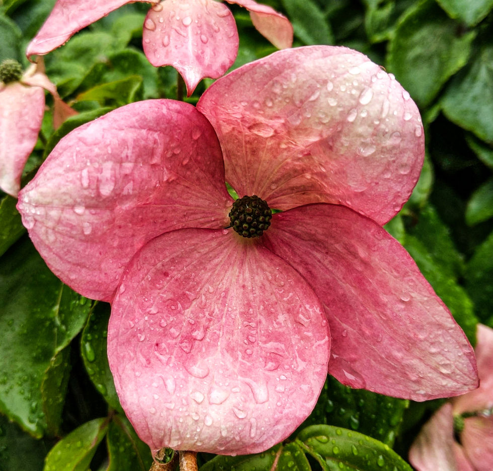 flower 5-3