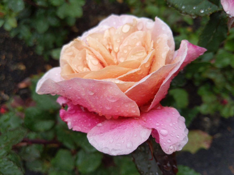 flower 2