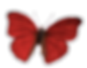 butterfly (1).png