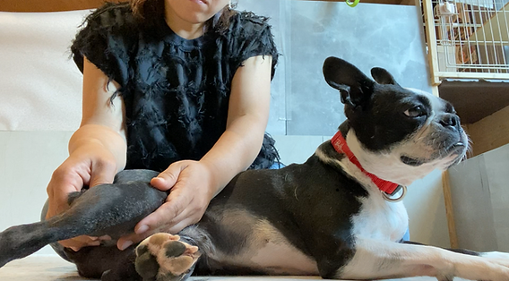 スウェーデン式ドッグマッサージ【ペット向け】