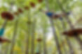 Lush green trees and wooden platforms fill the background under a clear sky.