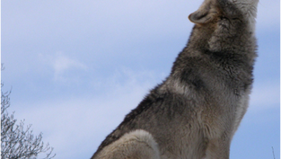 Peter und der Wolf
