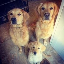 Golden Girls