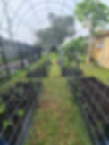 garden tunnel.jpg