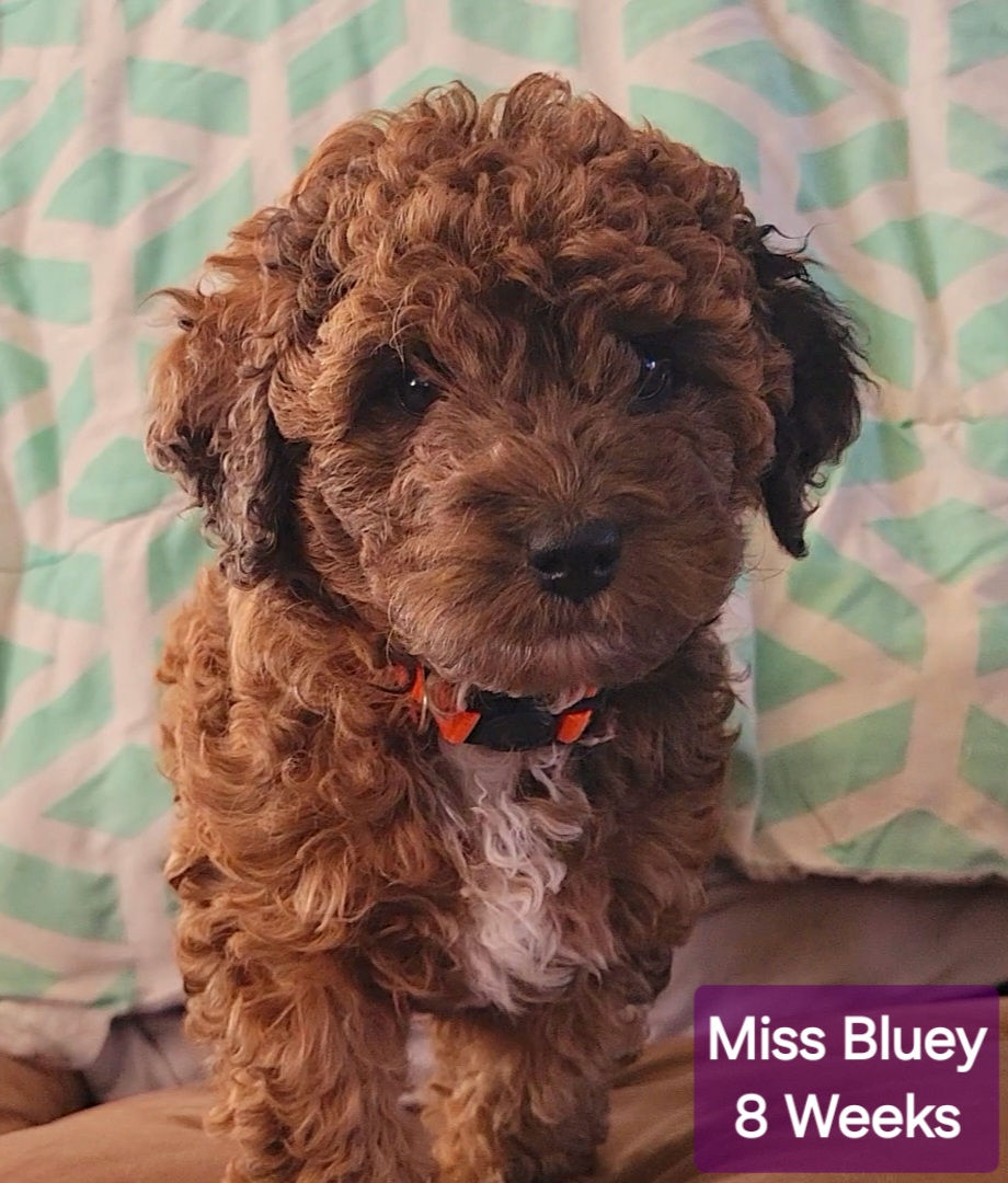 Bluey - 8 Weeks Old