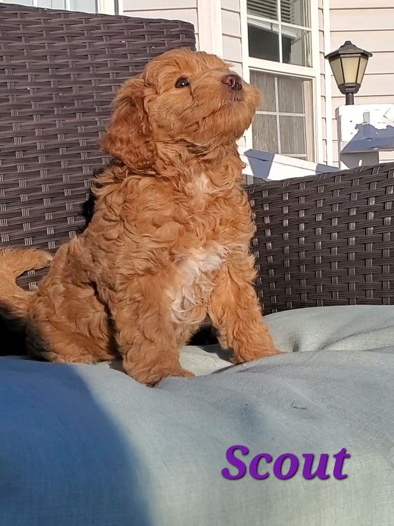 Scout