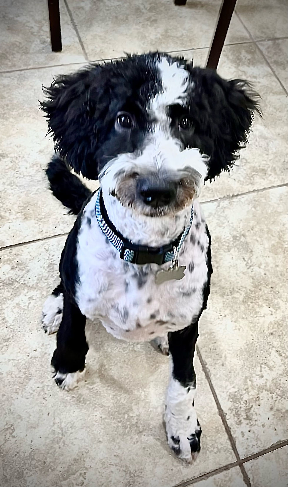 Oliver