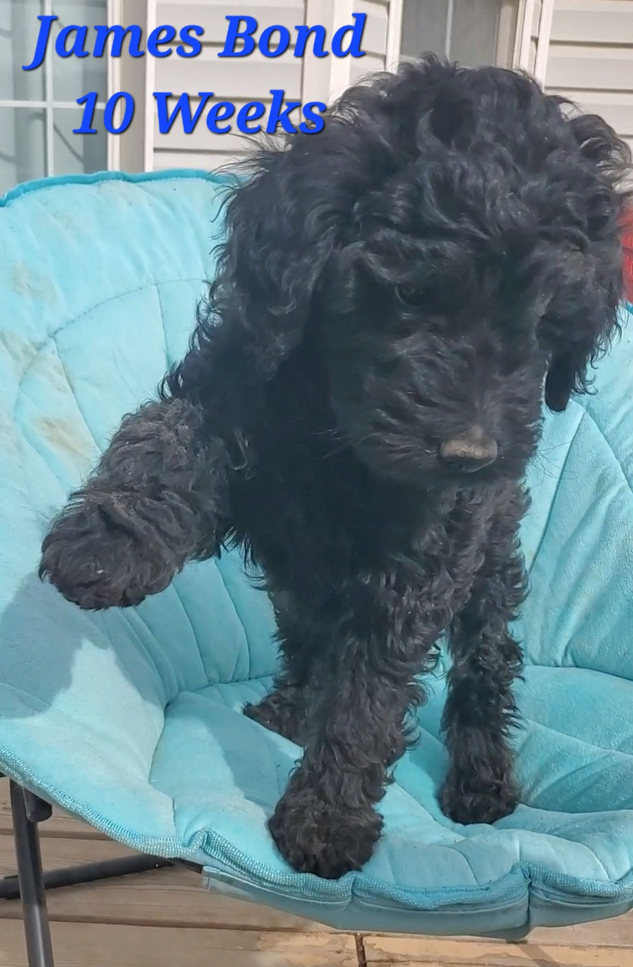 10 weeks