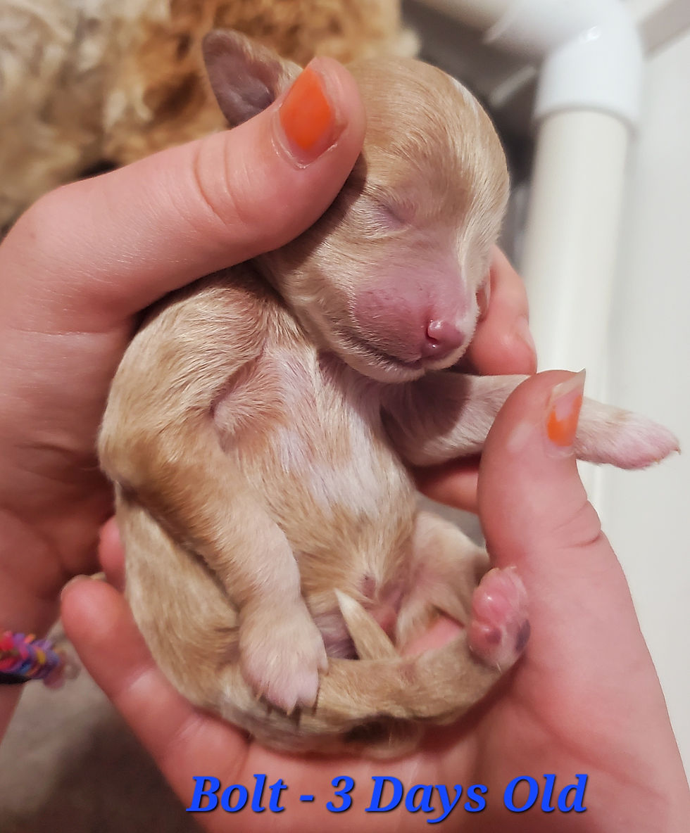 3 days old