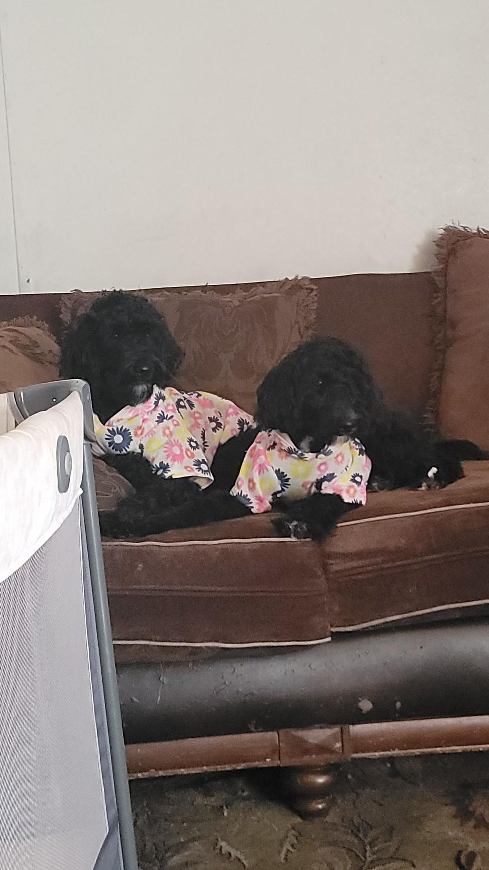 Athena and Nola