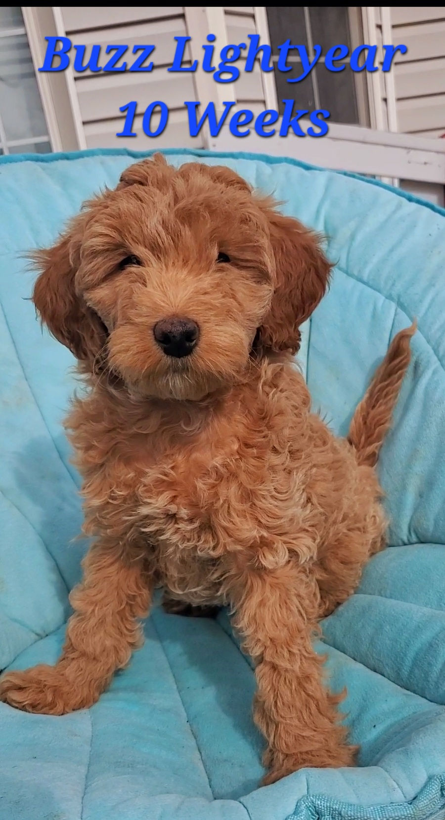 10 weeks