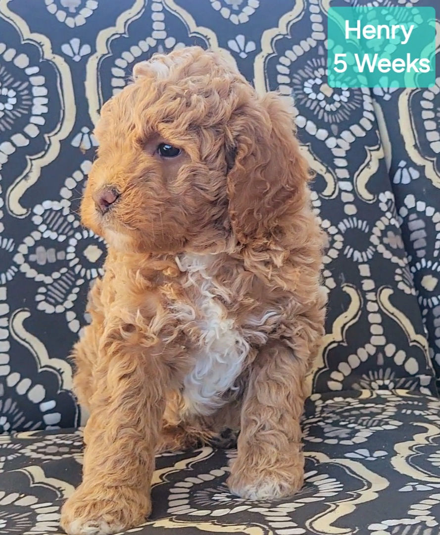 5 weeks