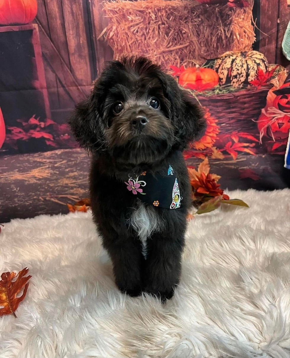 Luna