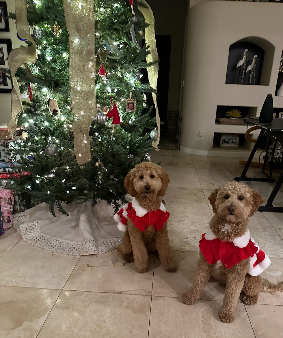 Gracie and Belle3