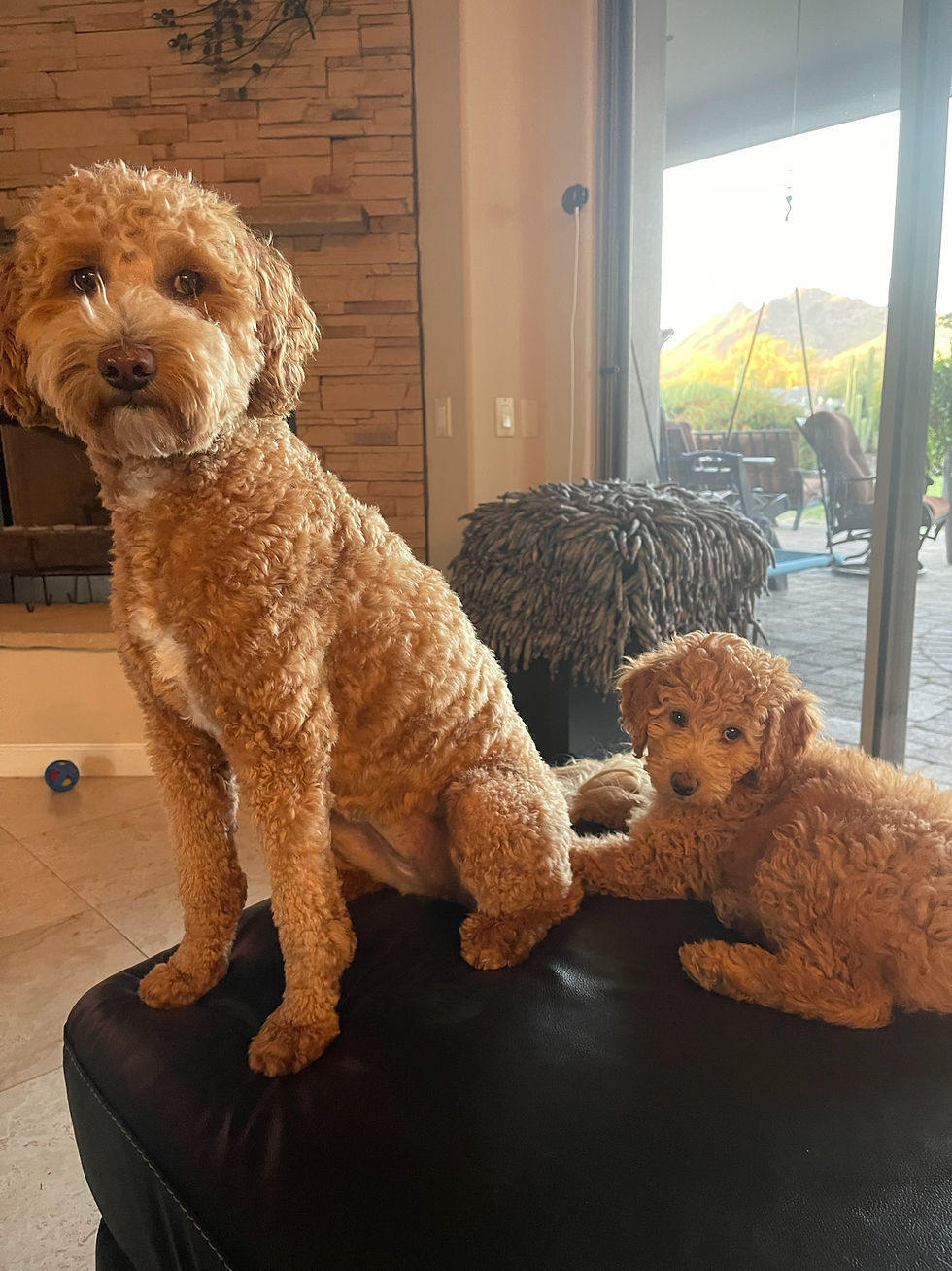 Gracie and Belle