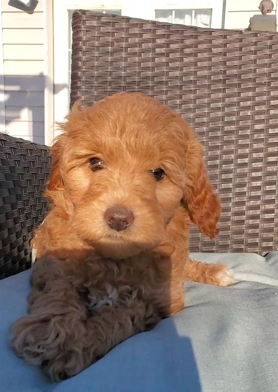 Scout