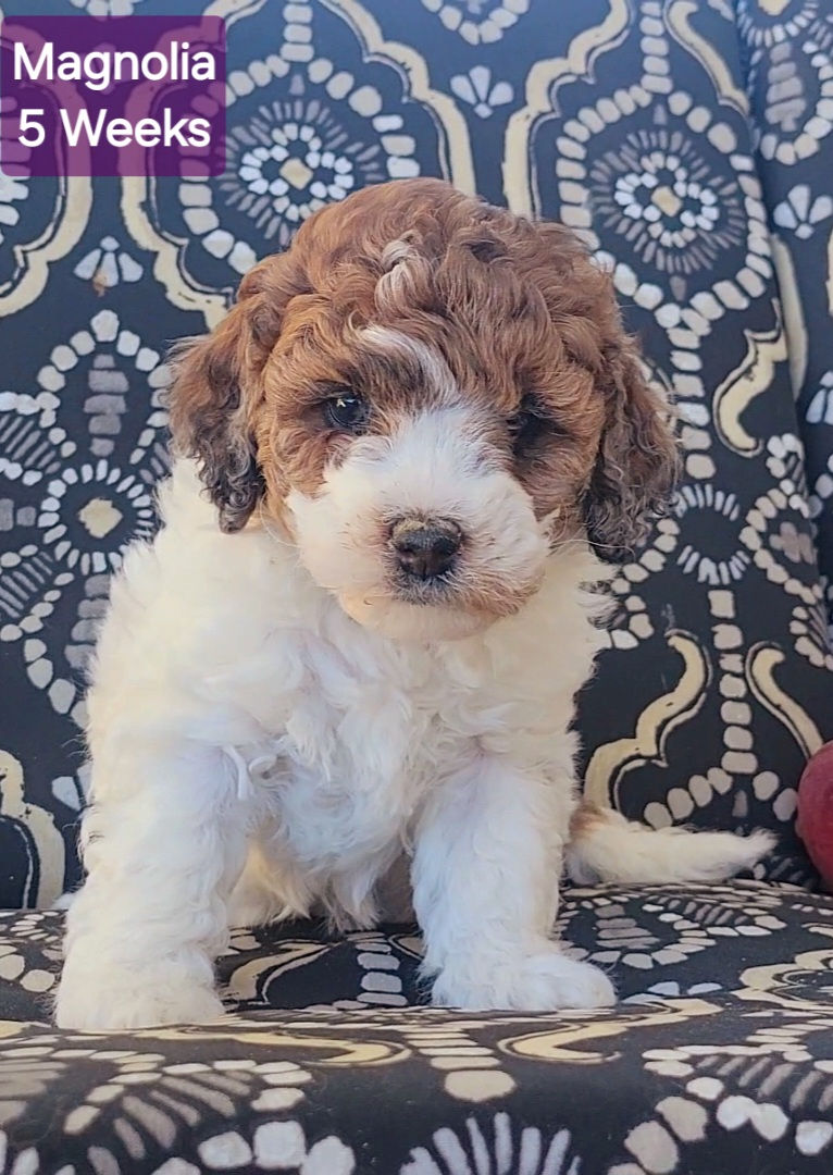 Magnolia - 5 Weeks Old