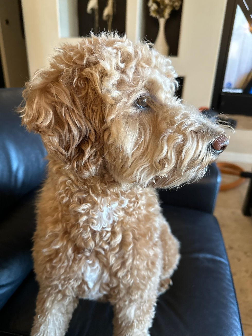Gracie