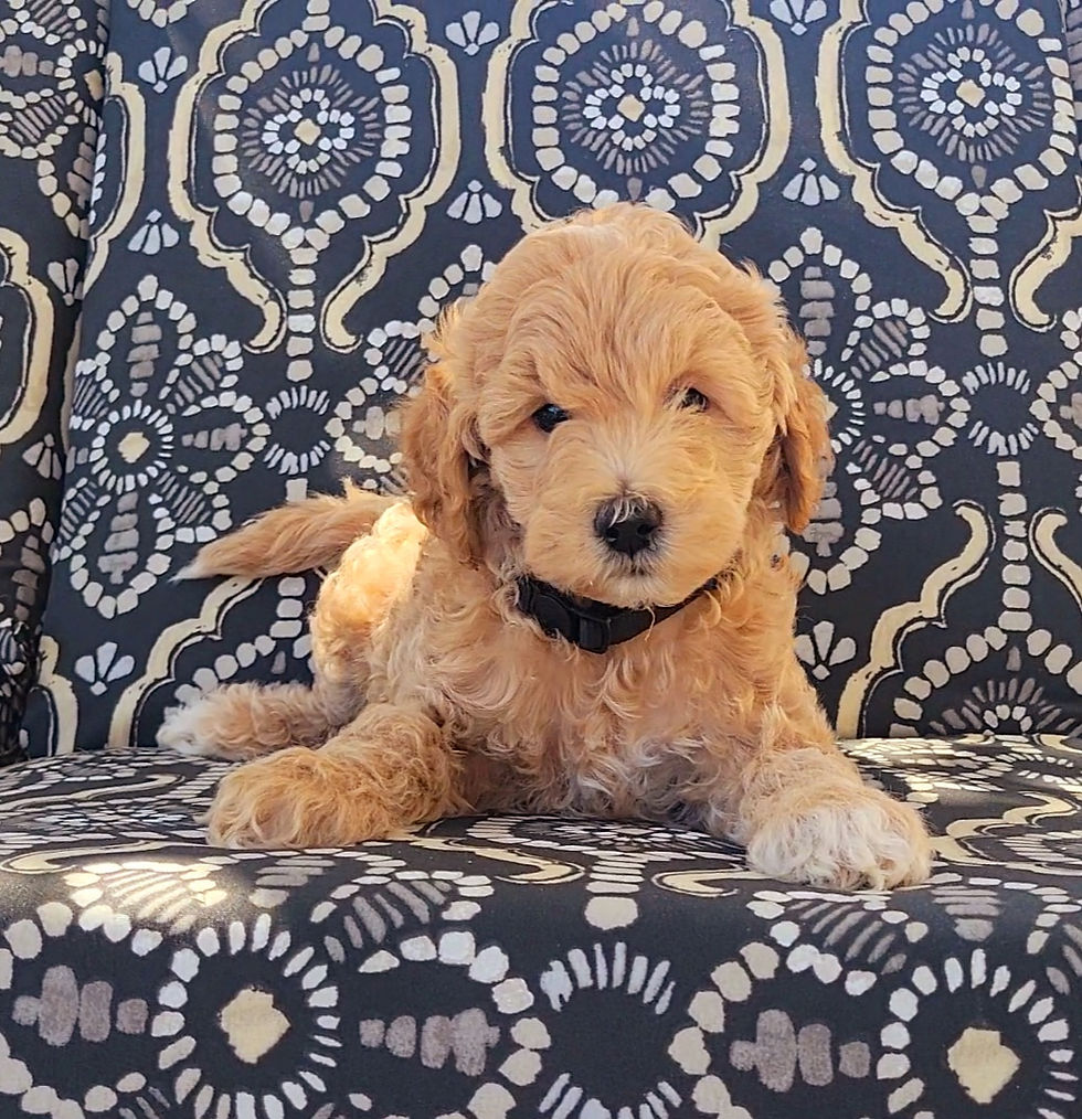 Bolt - 7 Weeks Old
