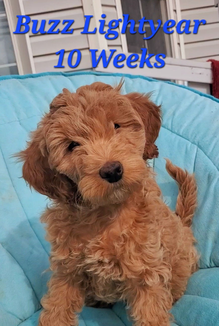 Buzz Lightyear - 10 Weeks Old