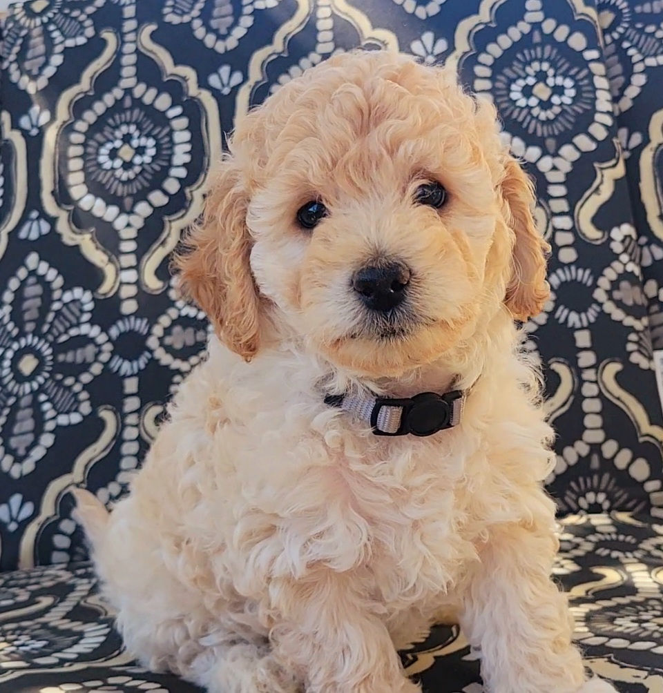 Flurry - 7 Weeks Old