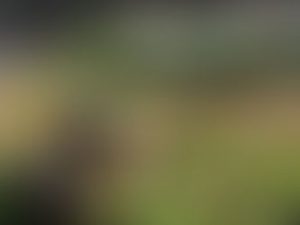 Putting Your Garden Beds to Bed for the Winter