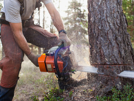 Do You Need a Permit to Remove a Tree in Hillsborough County, FL?
