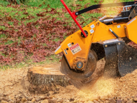 How Much Does Stump Removal Cost in Tampa Bay?