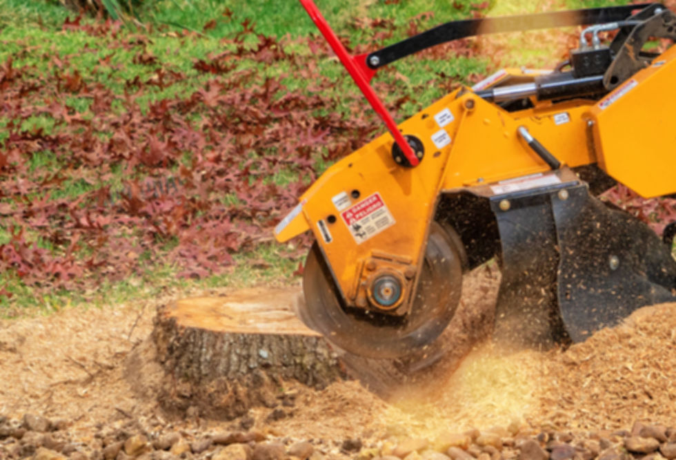 How Much Does Stump Removal Cost in Tampa Bay?