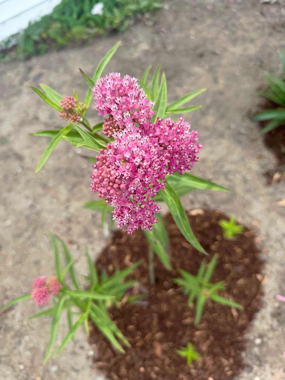 Swamp Milkweed