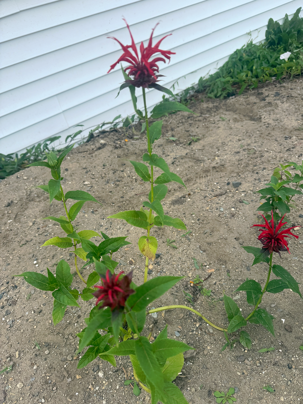 Bee Balm