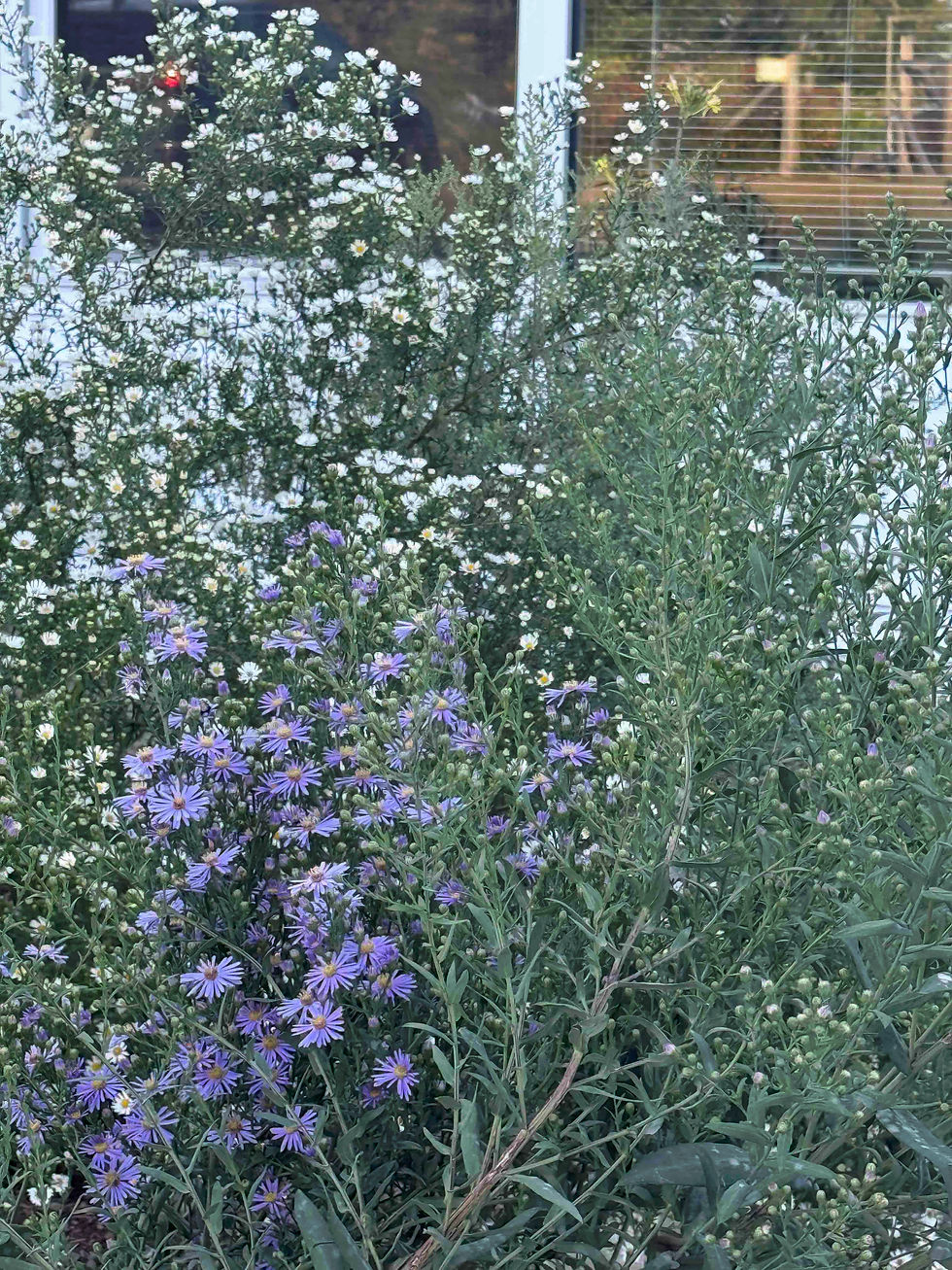 Smooth Blue Aster