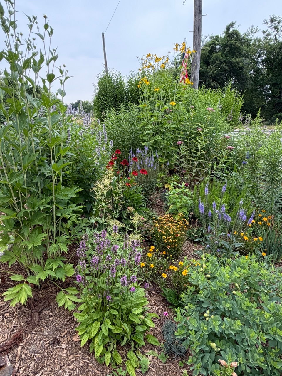Sam’s native habitat garden