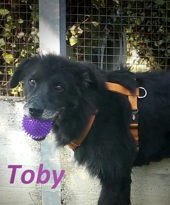 Toby